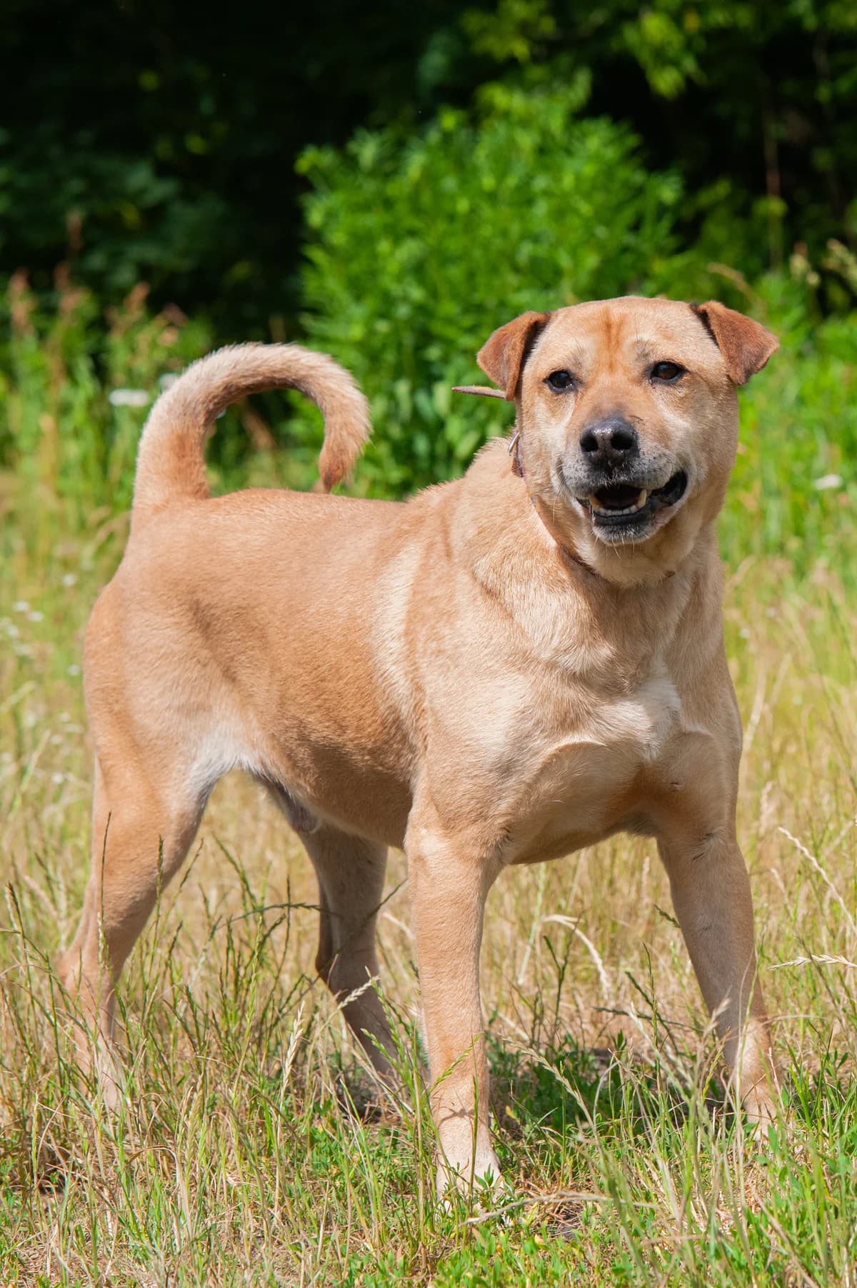 Otto wciąż czeka… Może właśnie na Ciebie, Mixed Breed (Schronisko Tomaszów Mazowiecki)