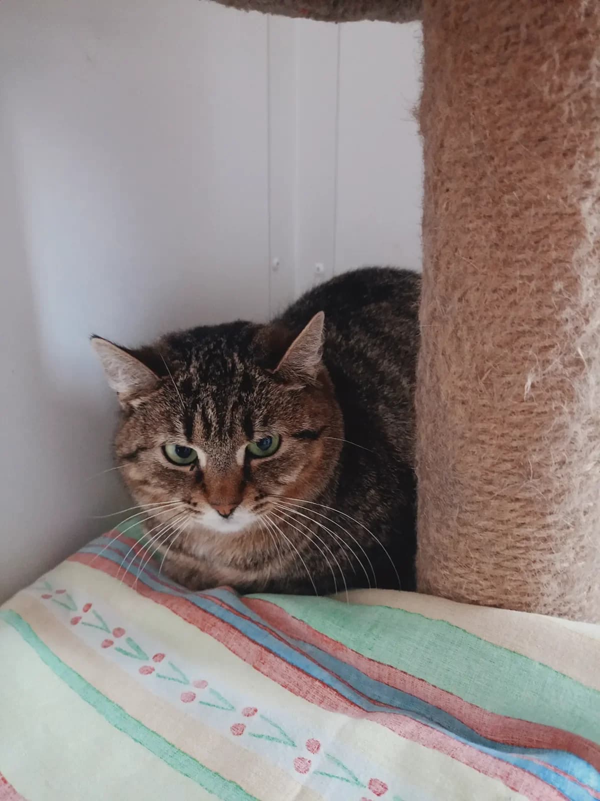 Pianka, female Mixed Breed for adoption at Schronisko Tomaszów Mazowiecki