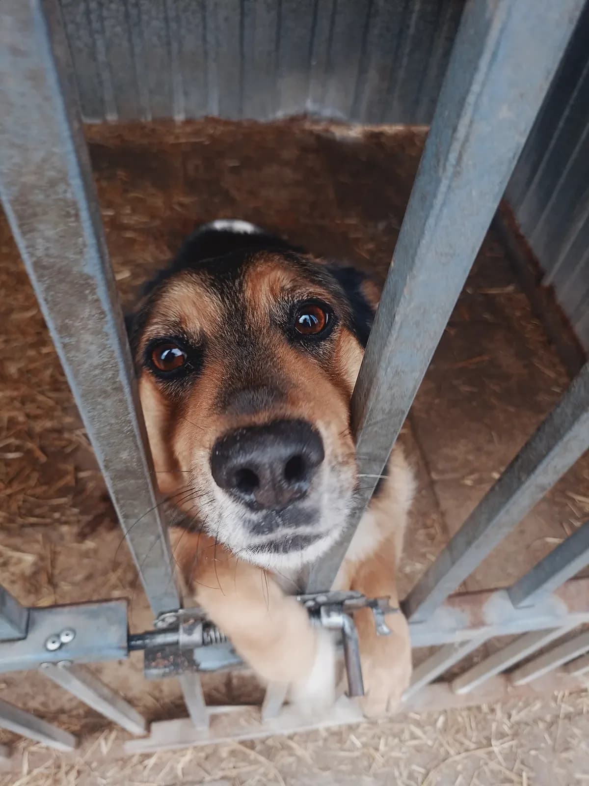 Piknik, male Mixed Breed for adoption at Schronisko Tomaszów Mazowiecki