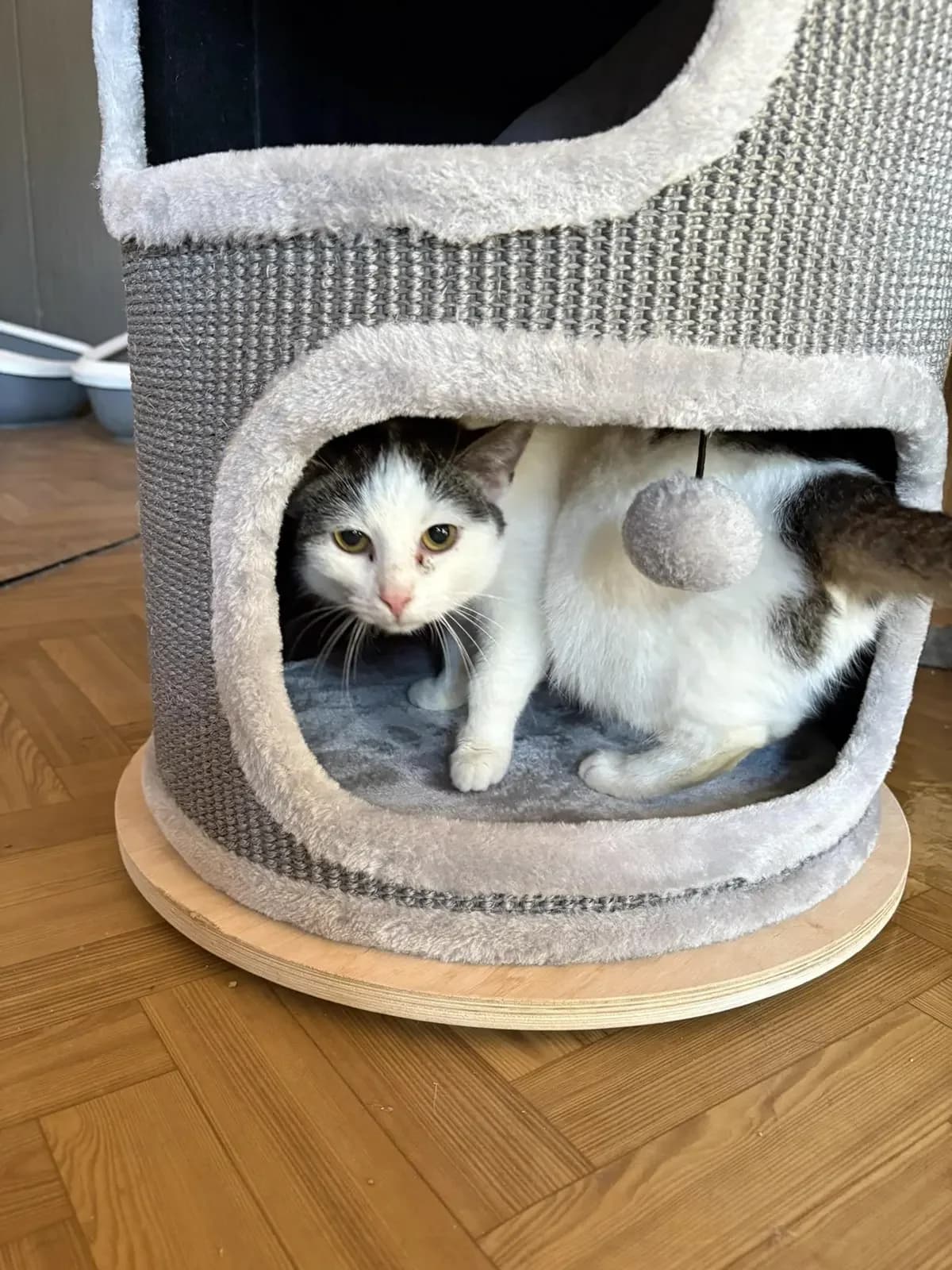 Pola, female Mixed Breed for adoption at Schronisko Tomaszów Mazowiecki