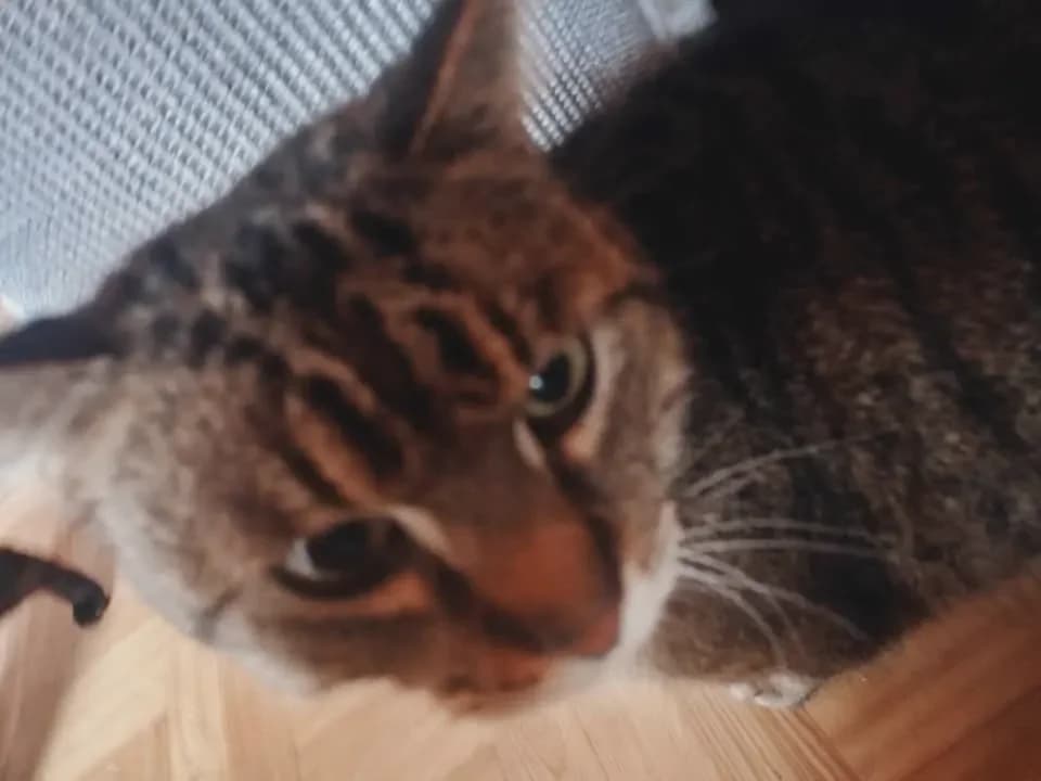 Ptyś, male Mixed Breed for adoption at Schronisko Tomaszów Mazowiecki