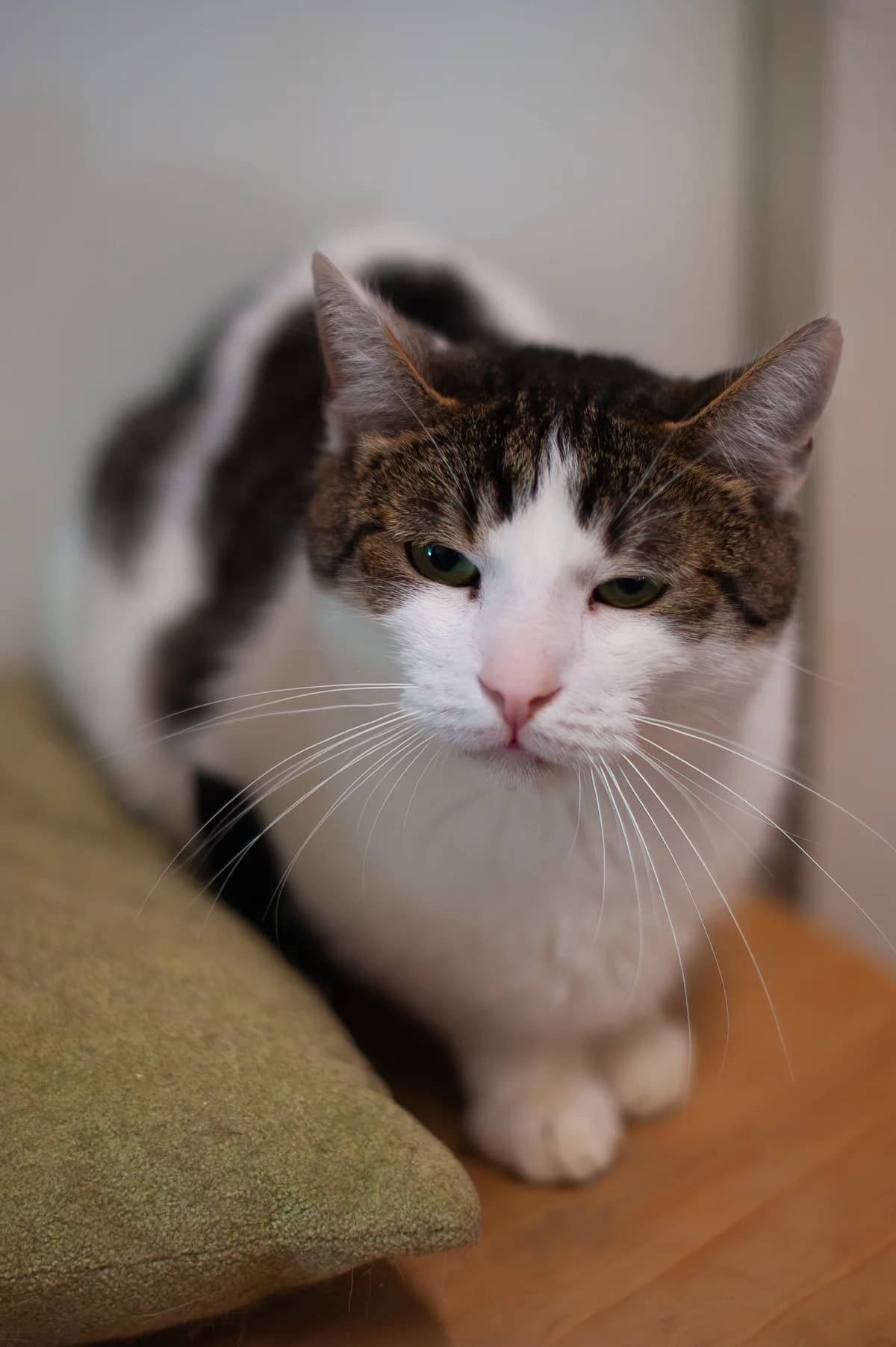 Puszek, male Mixed Breed for adoption at Schronisko Tomaszów Mazowiecki