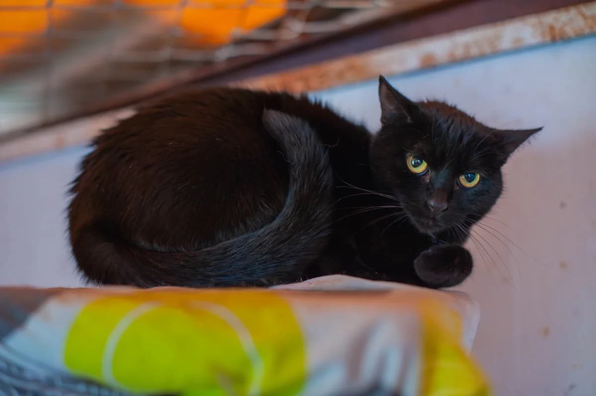 Rambo, male Mixed Breed for adoption at Schronisko Tomaszów Mazowiecki