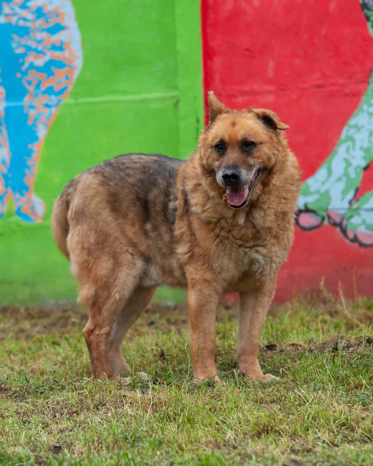 Ringer, male Mixed Breed for adoption at Schronisko Tomaszów Mazowiecki