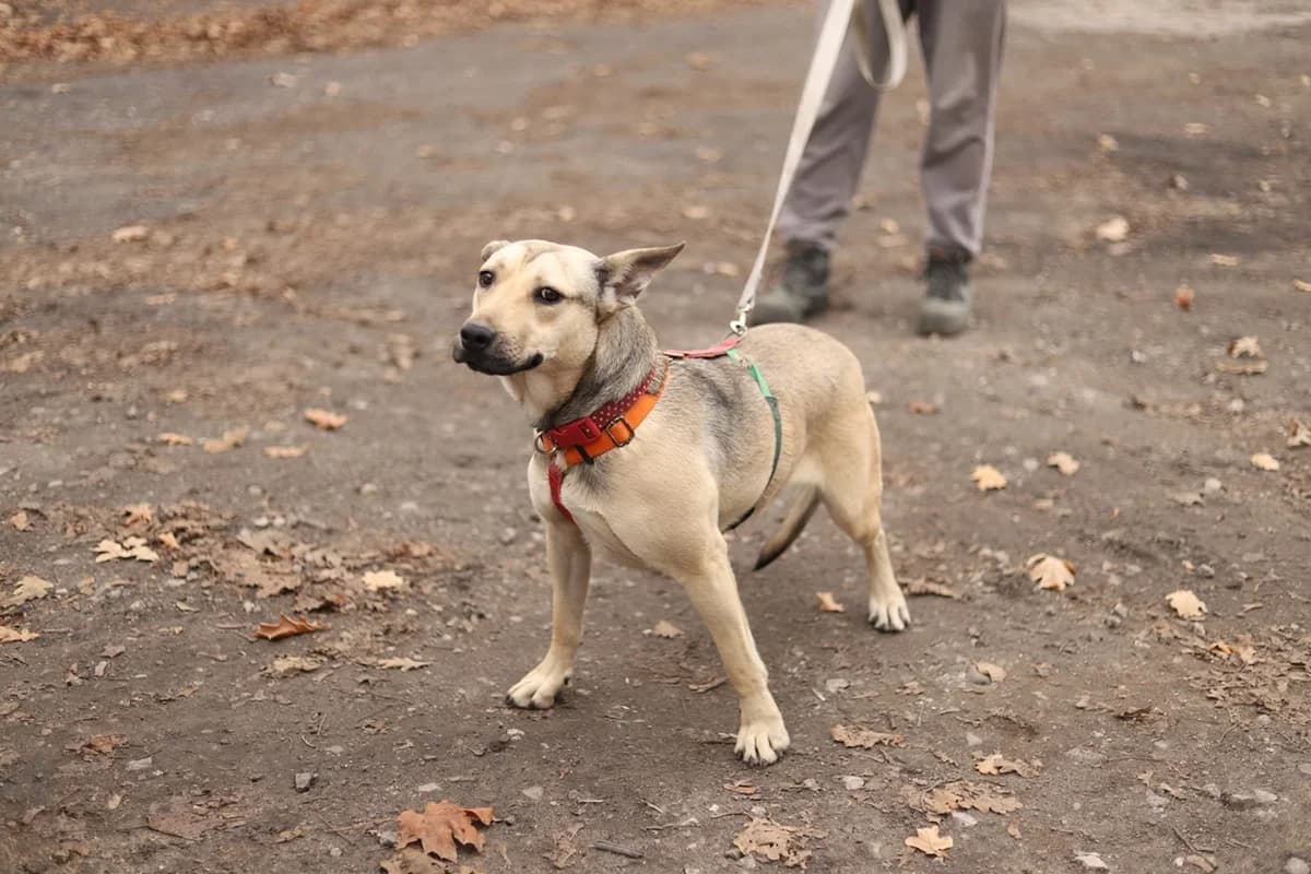 Roxie, female Mixed Breed for adoption at Schronisko Tomaszów Mazowiecki
