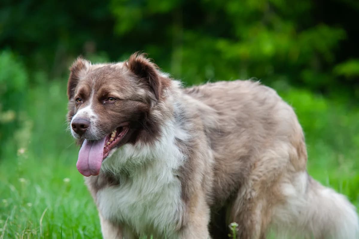 Rubin, male Mixed Breed for adoption at Schronisko Tomaszów Mazowiecki