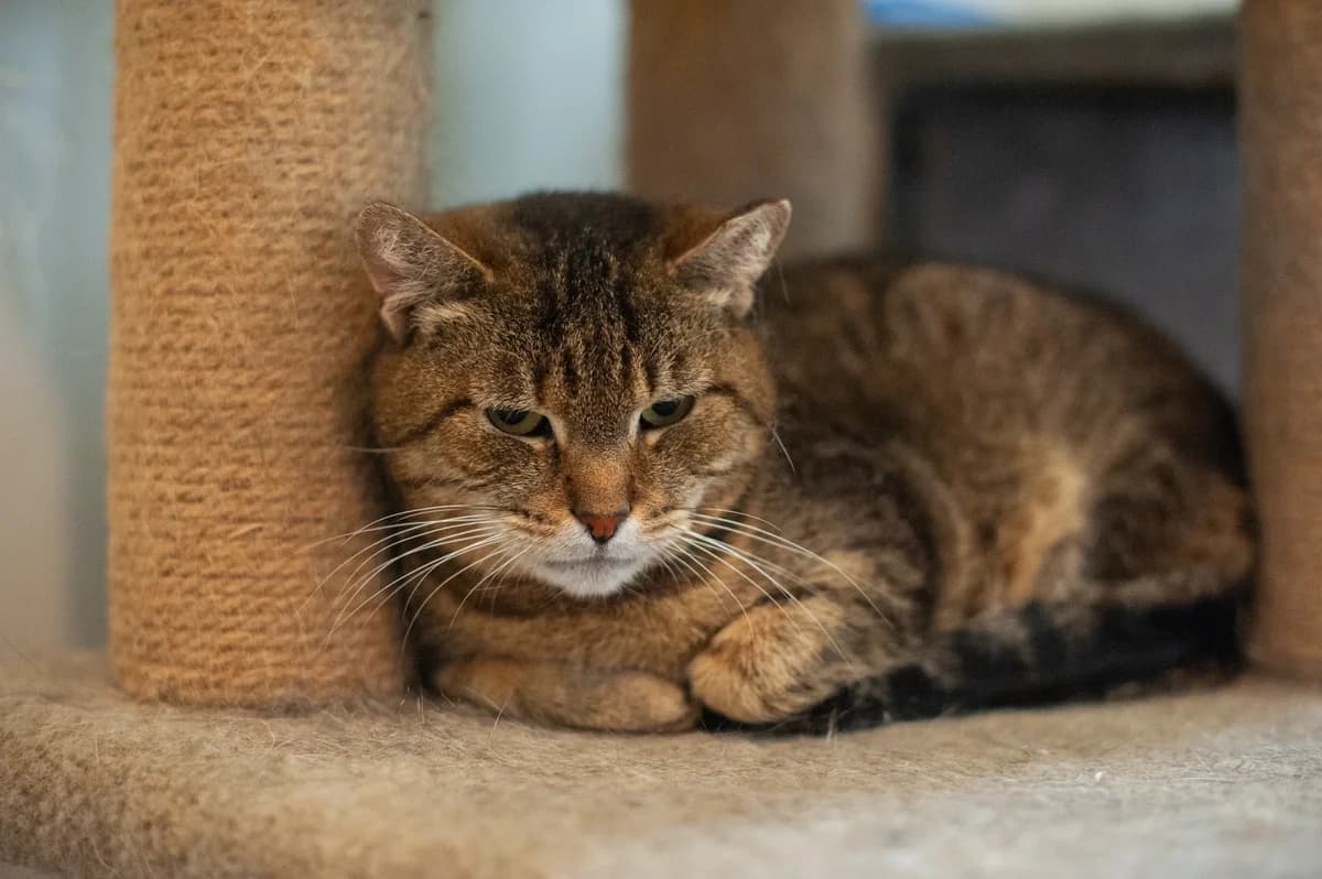 Shiba, female Mixed Breed for adoption at Schronisko Tomaszów Mazowiecki
