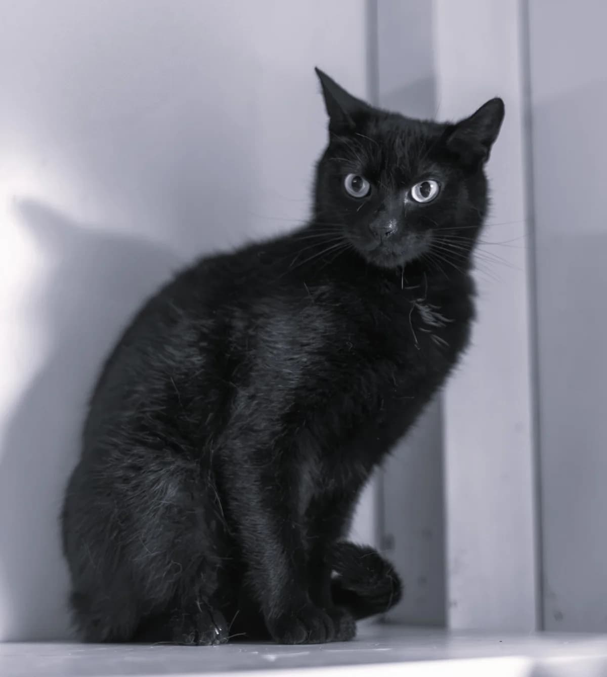 Pożegnanie Triss, female Mixed Breed for adoption at Schronisko Tomaszów Mazowiecki