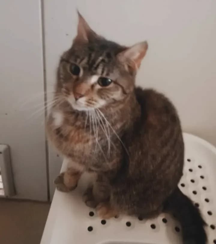 Tula, female Mixed Breed for adoption at Schronisko Tomaszów Mazowiecki