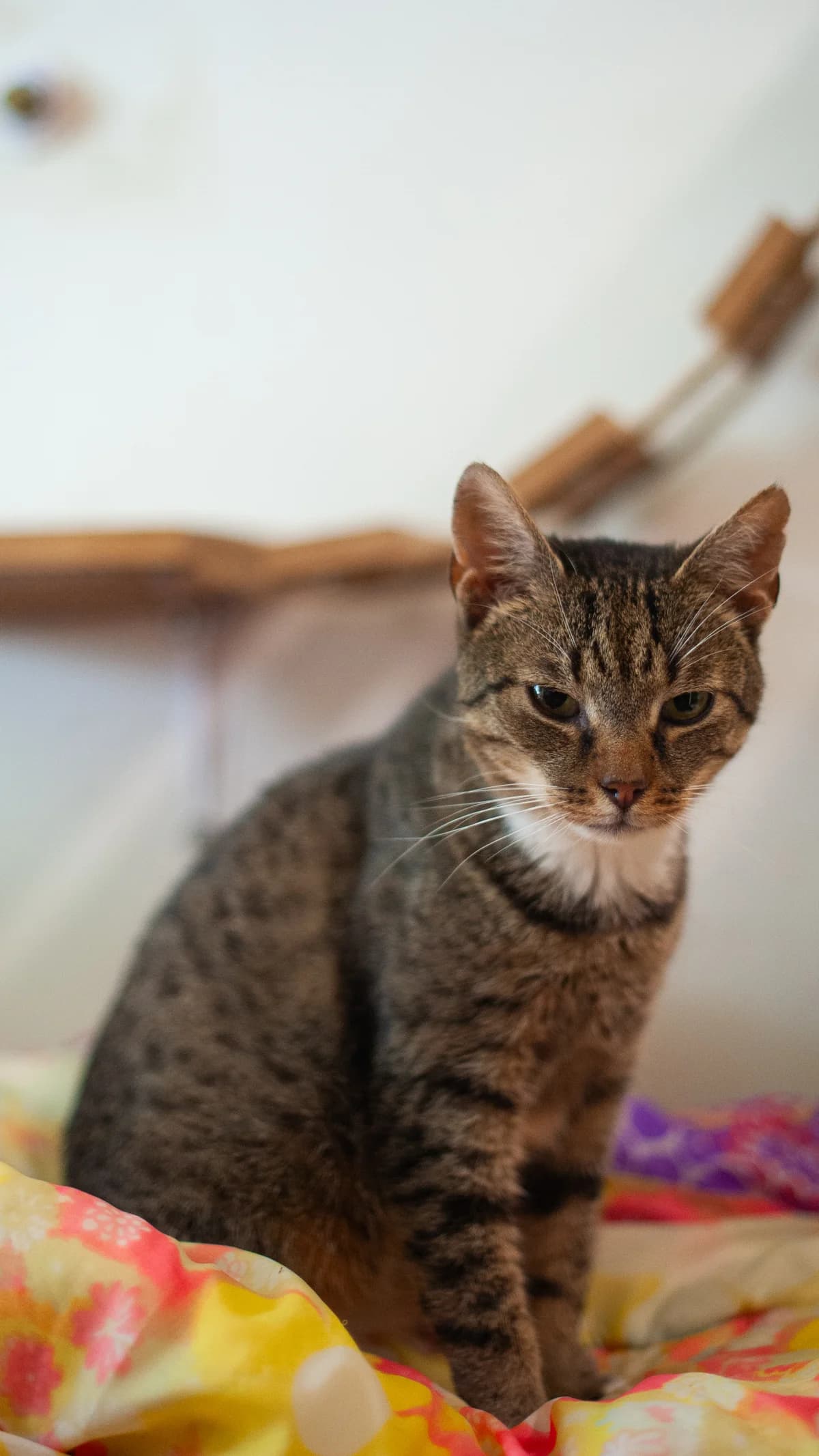 Zenek, male Mixed Breed for adoption at Schronisko Tomaszów Mazowiecki