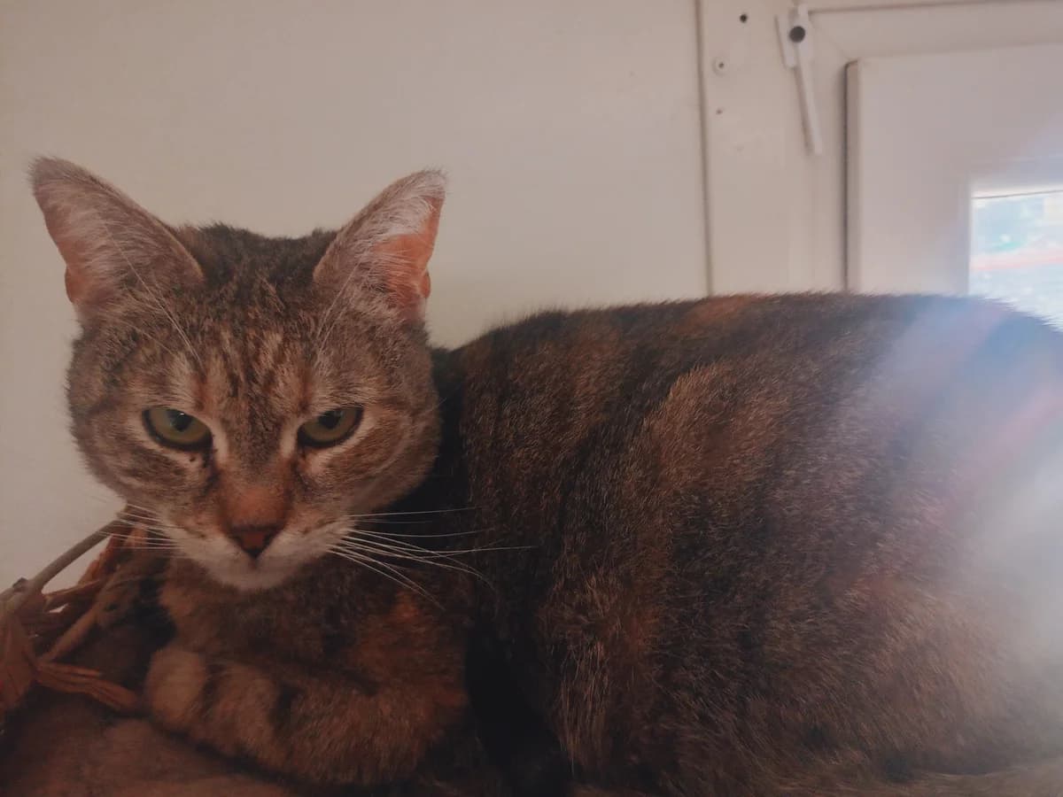 Zula, female Mixed Breed for adoption at Schronisko Tomaszów Mazowiecki