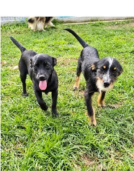 Sigma i Omega, female puppy Mixed Breed for adoption at Schronisko Wrocław, Wrocław