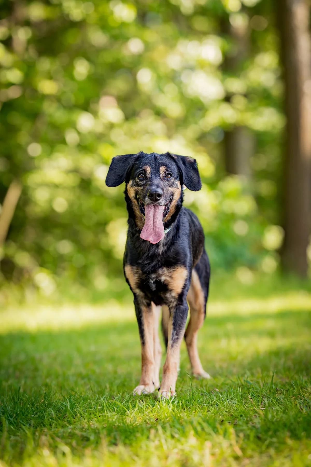 Aleks, male 4yo Mixed Breed for adoption at Schronisko dla Zwierząt w Zawierciu