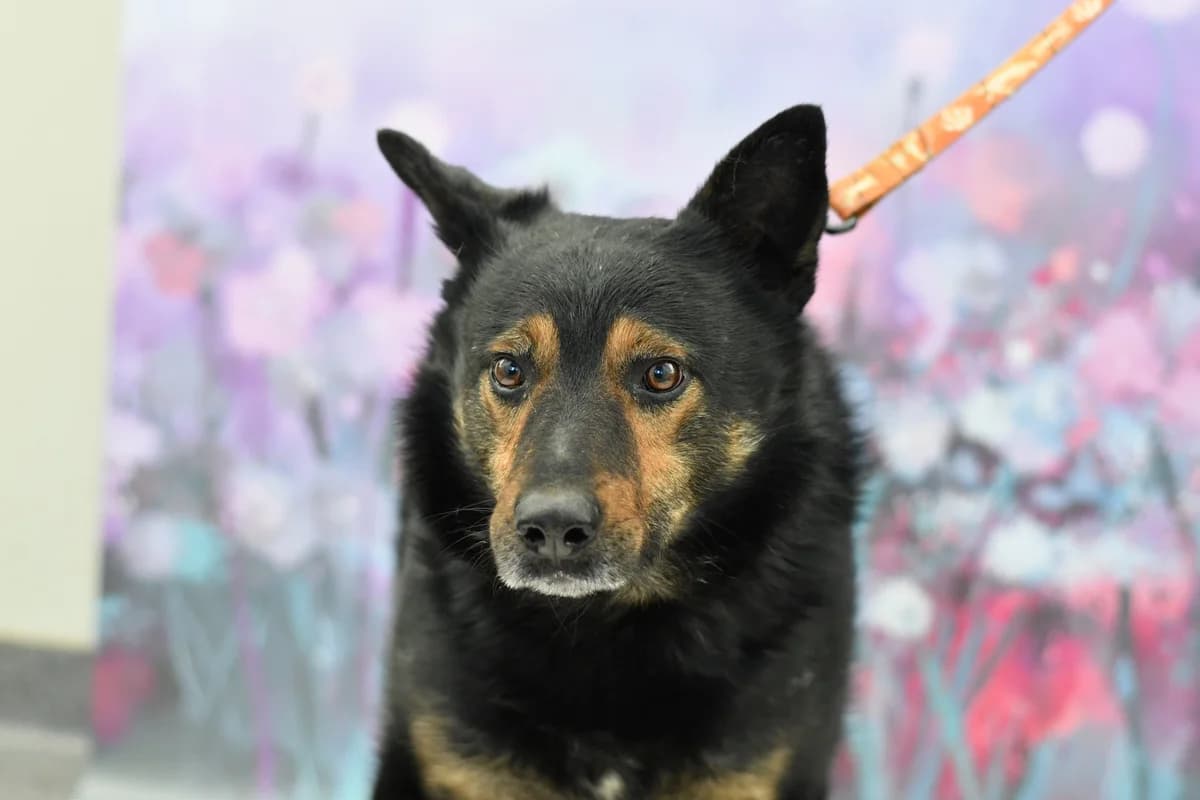 Alex, male senior Mixed Breed for adoption at Schronisko dla Zwierząt w Zawierciu