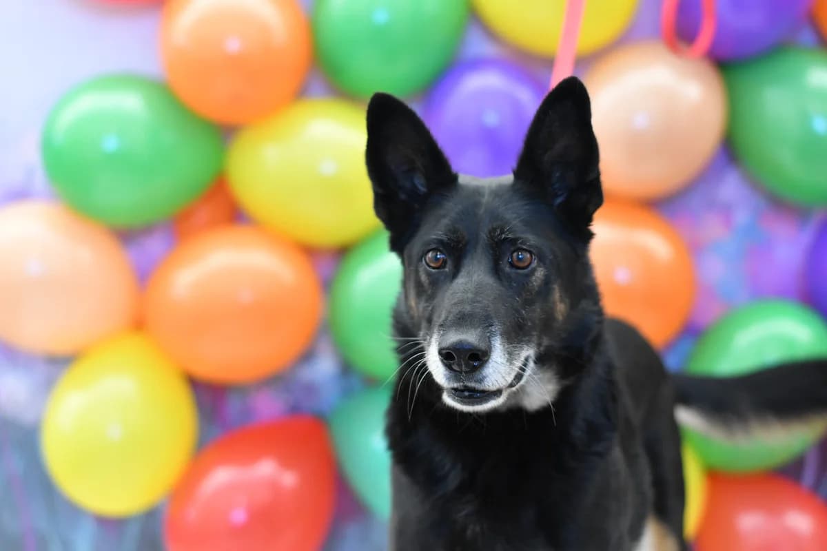 Aston, female 4yo Mixed Breed for adoption at Schronisko dla Zwierząt w Zawierciu