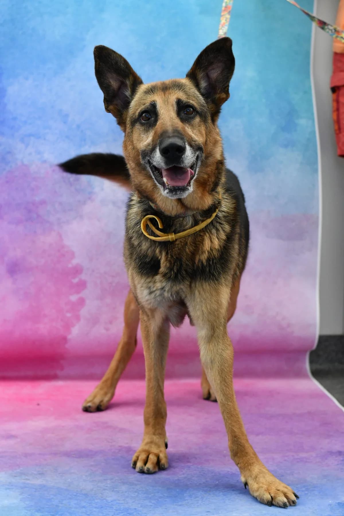 Bary, female 5yo Mixed Breed for adoption at Schronisko dla Zwierząt w Zawierciu