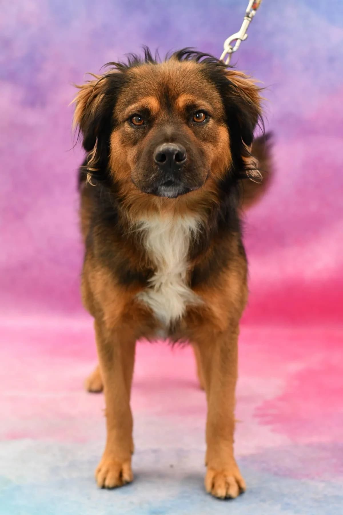 Braun, male Mixed Breed for adoption at Schronisko dla Zwierząt w Zawierciu