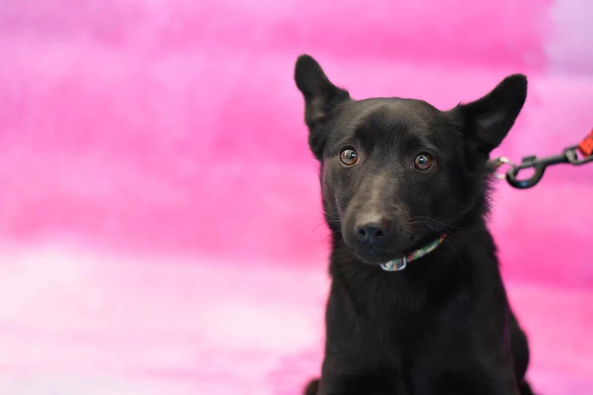 Cinek, female Mixed Breed for adoption at Schronisko dla Zwierząt w Zawierciu