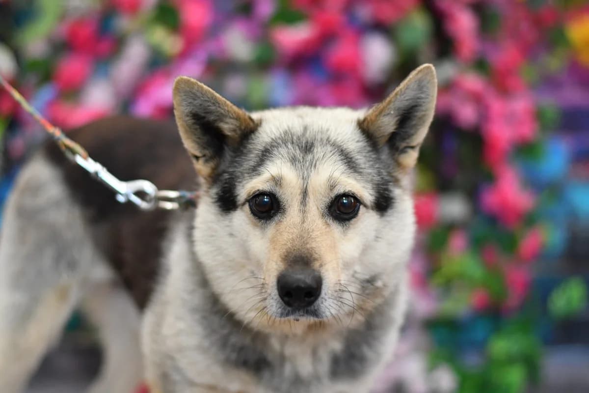 Cykuś, male 4yo Mixed Breed for adoption at Schronisko dla Zwierząt w Zawierciu