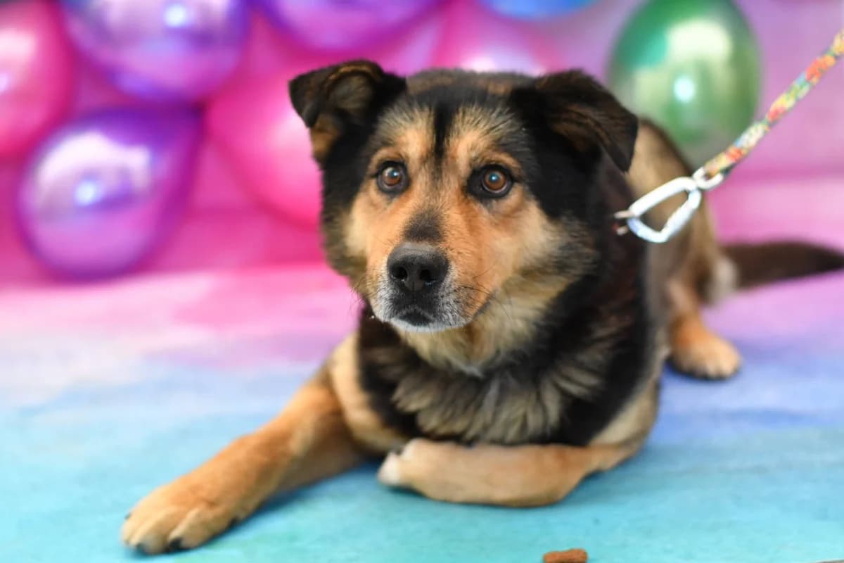 Diego, male 7yo Mixed Breed for adoption at Schronisko dla Zwierząt w Zawierciu