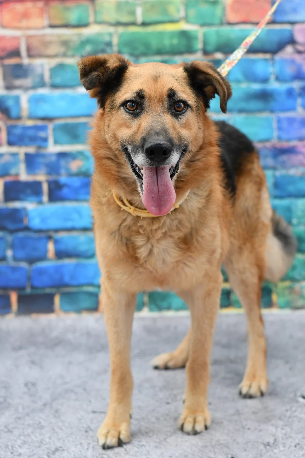 Dukat, female senior Mixed Breed for adoption at Schronisko dla Zwierząt w Zawierciu