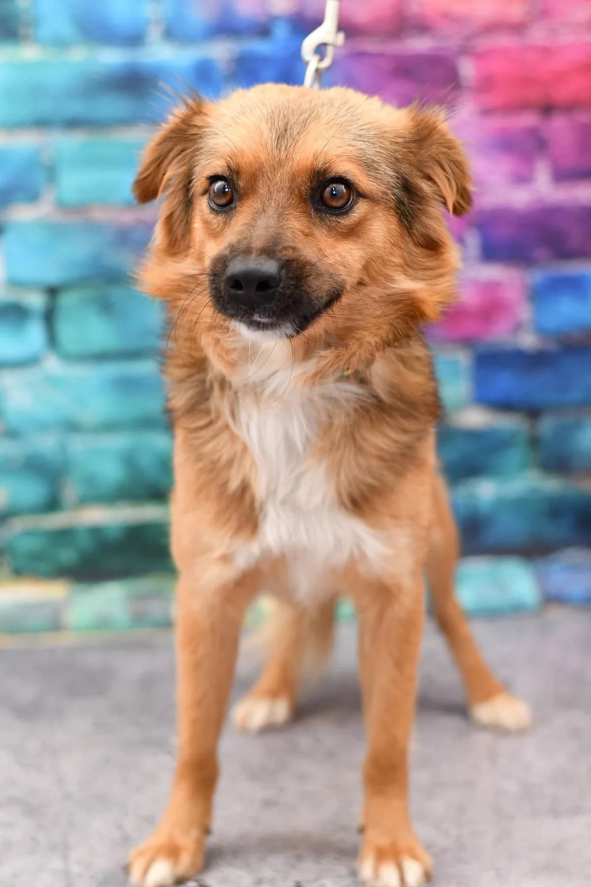 Edi, male young Mixed Breed for adoption at Schronisko dla Zwierząt w Zawierciu