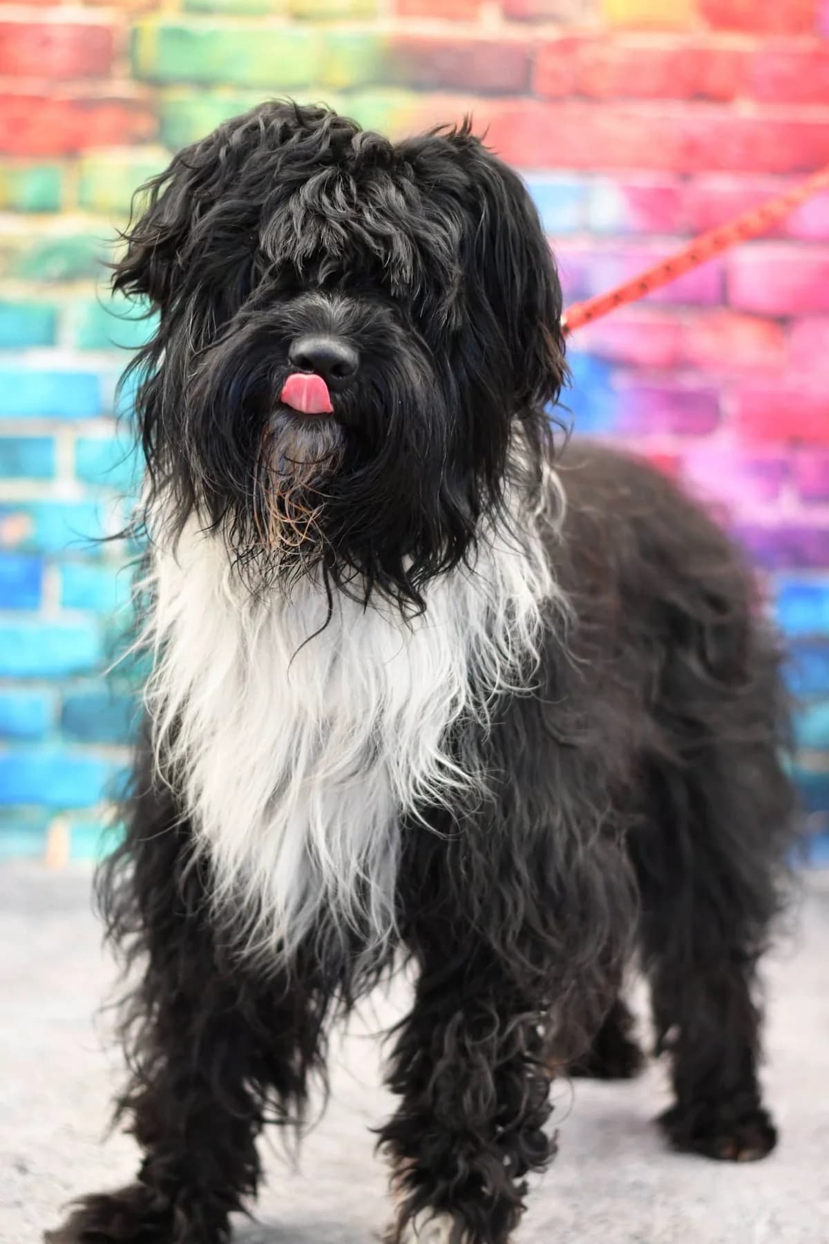 Erwin, male 3yo Mixed Breed for adoption at Schronisko dla Zwierząt w Zawierciu