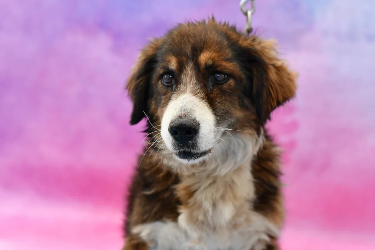 Gapa, female senior Mixed Breed for adoption at Schronisko dla Zwierząt w Zawierciu