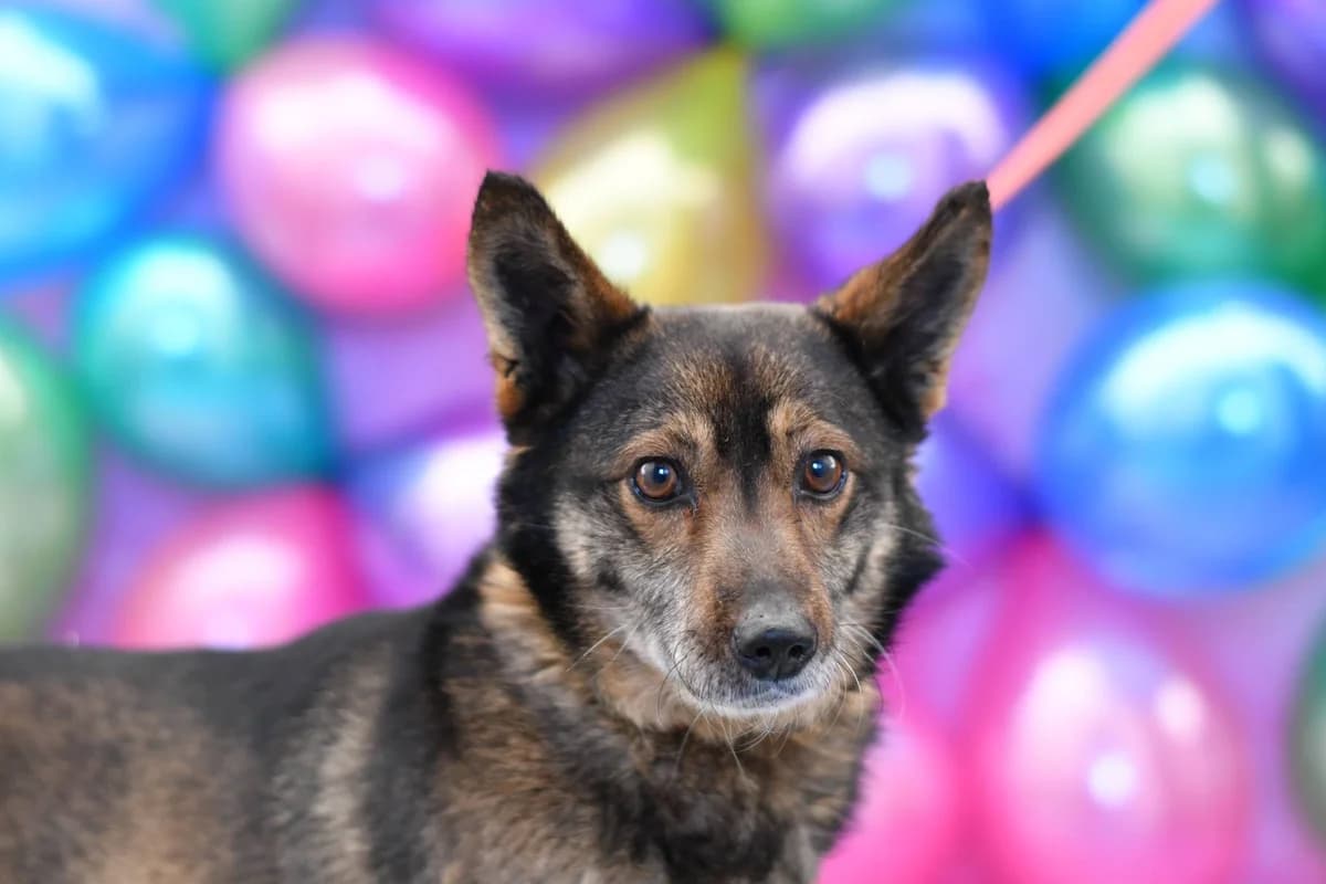 Gucio, male 6yo Mixed Breed for adoption at Schronisko dla Zwierząt w Zawierciu