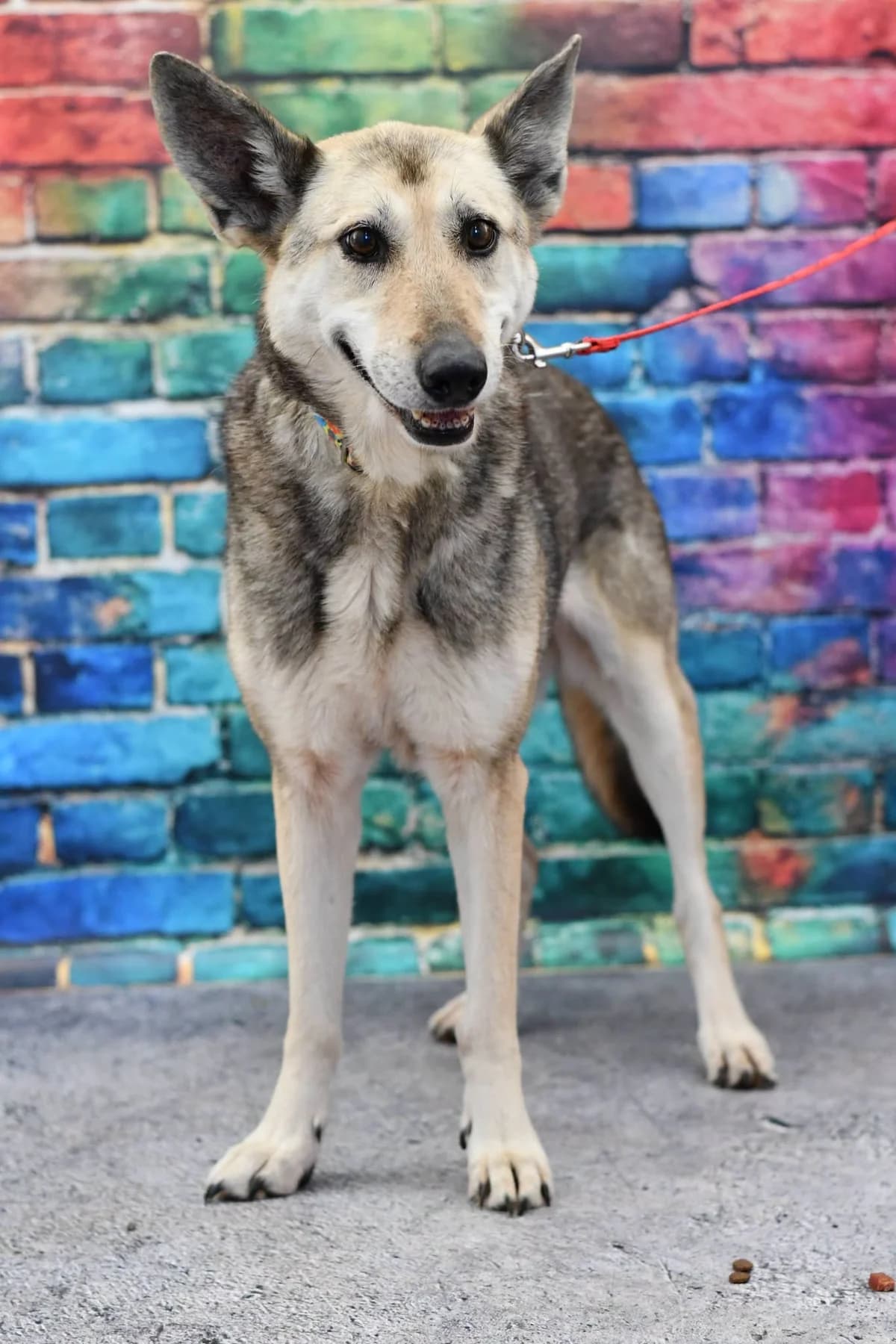 Hera, female senior Mixed Breed for adoption at Schronisko dla Zwierząt w Zawierciu