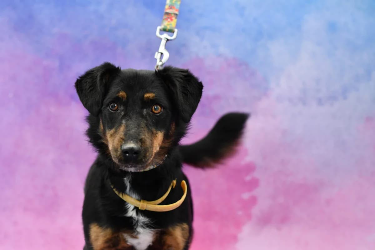 Jimmy, male 3yo Mixed Breed for adoption at Schronisko dla Zwierząt w Zawierciu