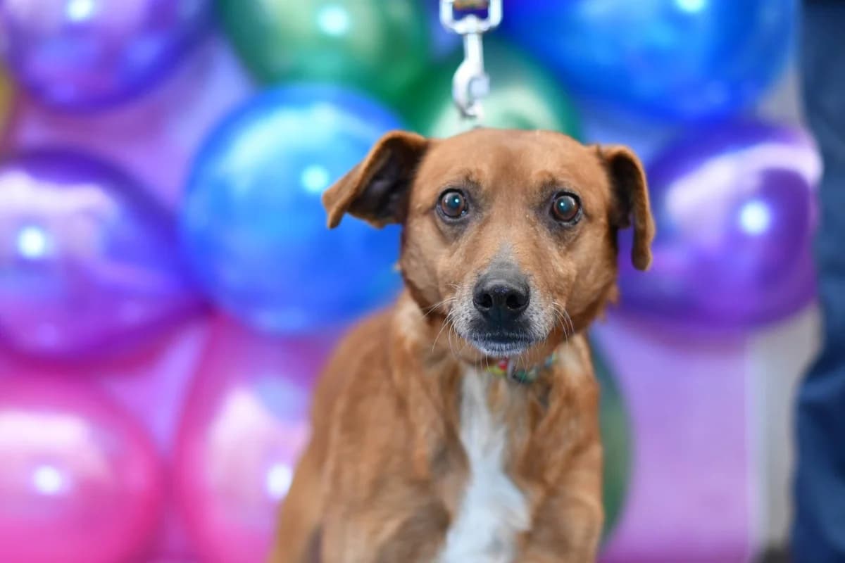 Jogi, male 7yo Mixed Breed for adoption at Schronisko dla Zwierząt w Zawierciu
