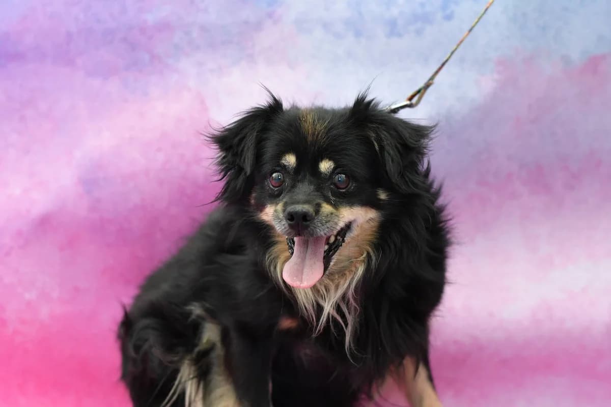 Kazik, male 5yo Mixed Breed for adoption at Schronisko dla Zwierząt w Zawierciu