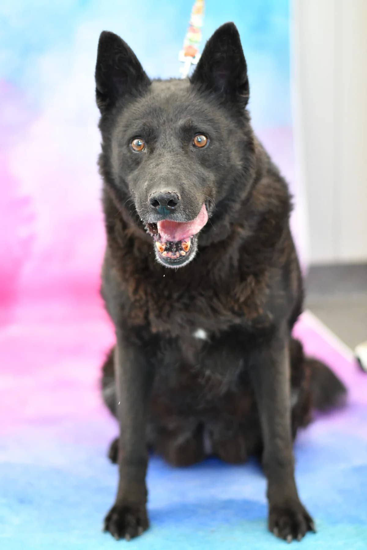 Limba, female senior Mixed Breed for adoption at Schronisko dla Zwierząt w Zawierciu