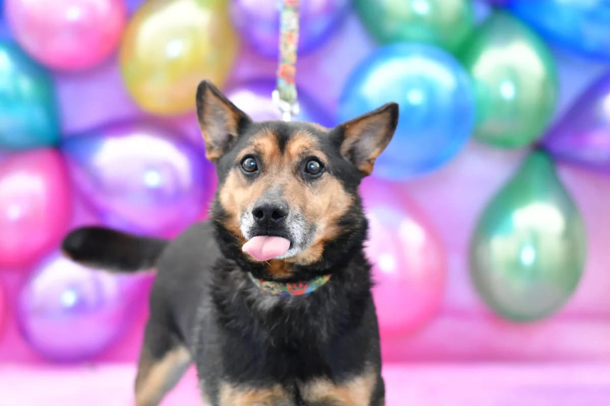 Łobuz, female senior Mixed Breed for adoption at Schronisko dla Zwierząt w Zawierciu