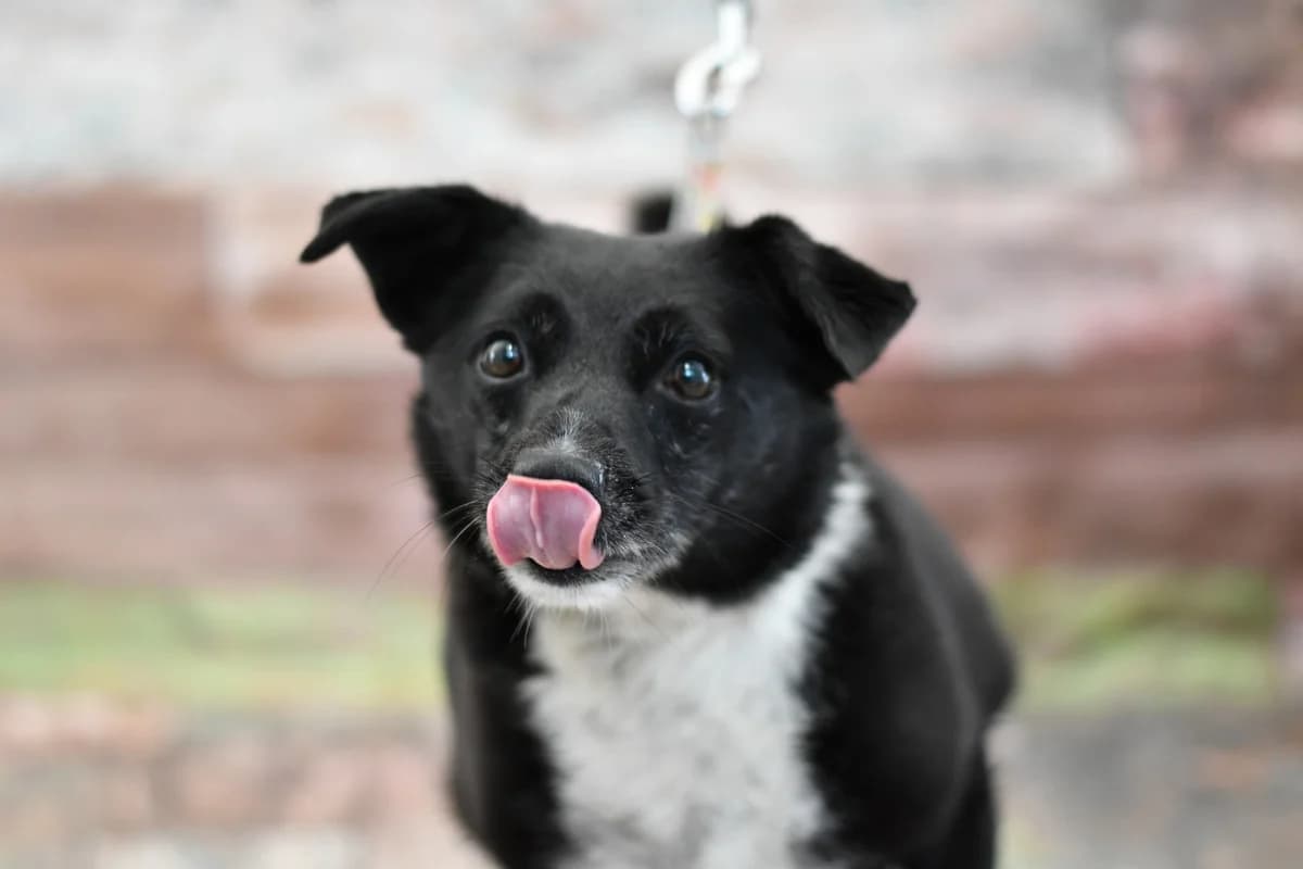 Mikuś, male 5yo Mixed Breed for adoption at Schronisko dla Zwierząt w Zawierciu