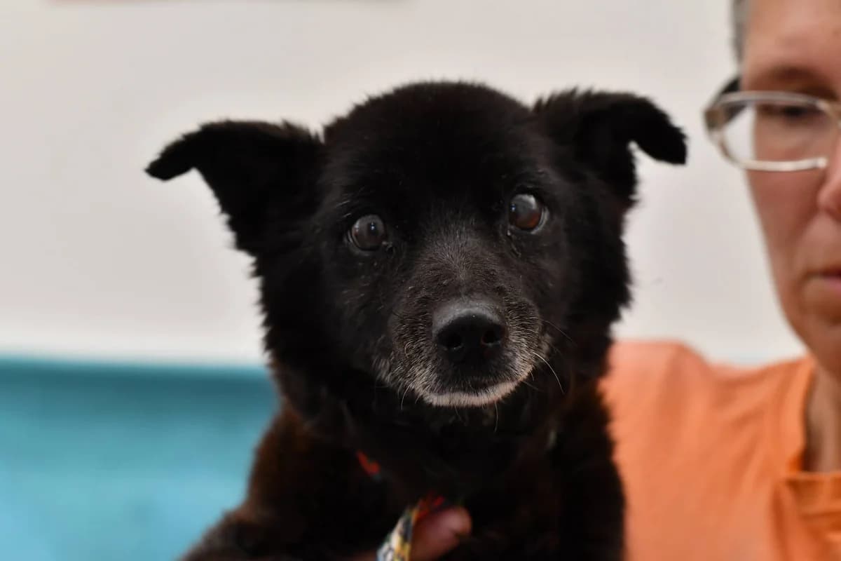 Mysia, female senior Mixed Breed for adoption at Schronisko dla Zwierząt w Zawierciu