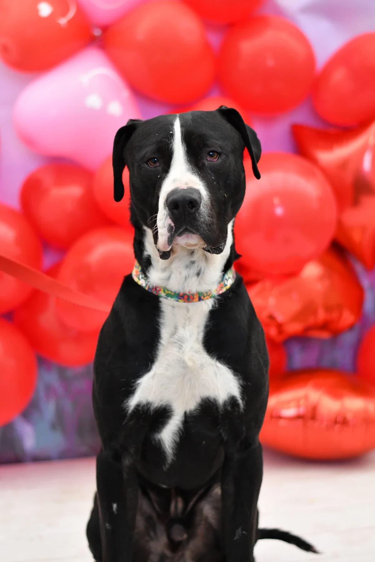 Negro, male Mixed Breed for adoption at Schronisko dla Zwierząt w Zawierciu