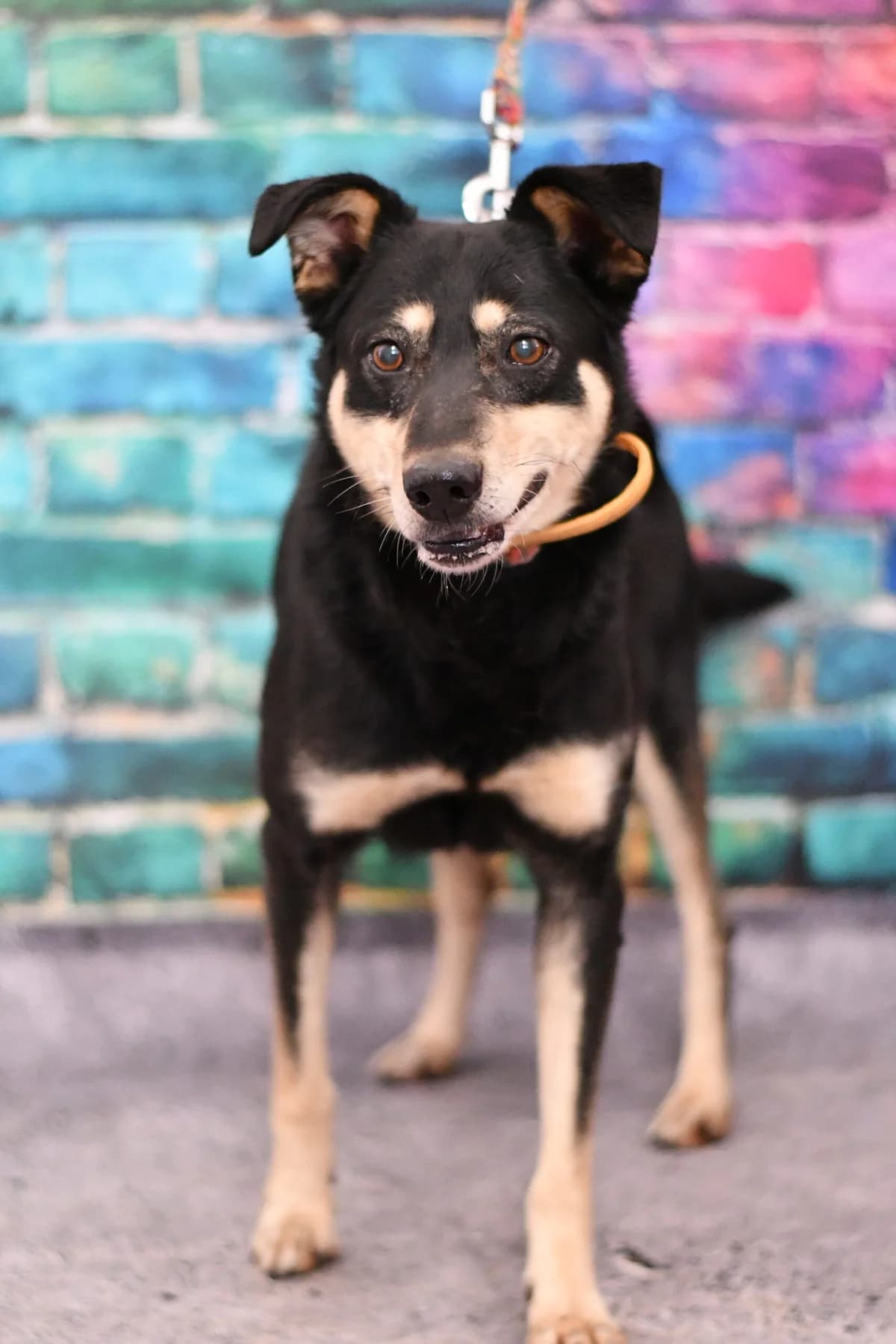 Nikoś, male senior Mixed Breed for adoption at Schronisko dla Zwierząt w Zawierciu