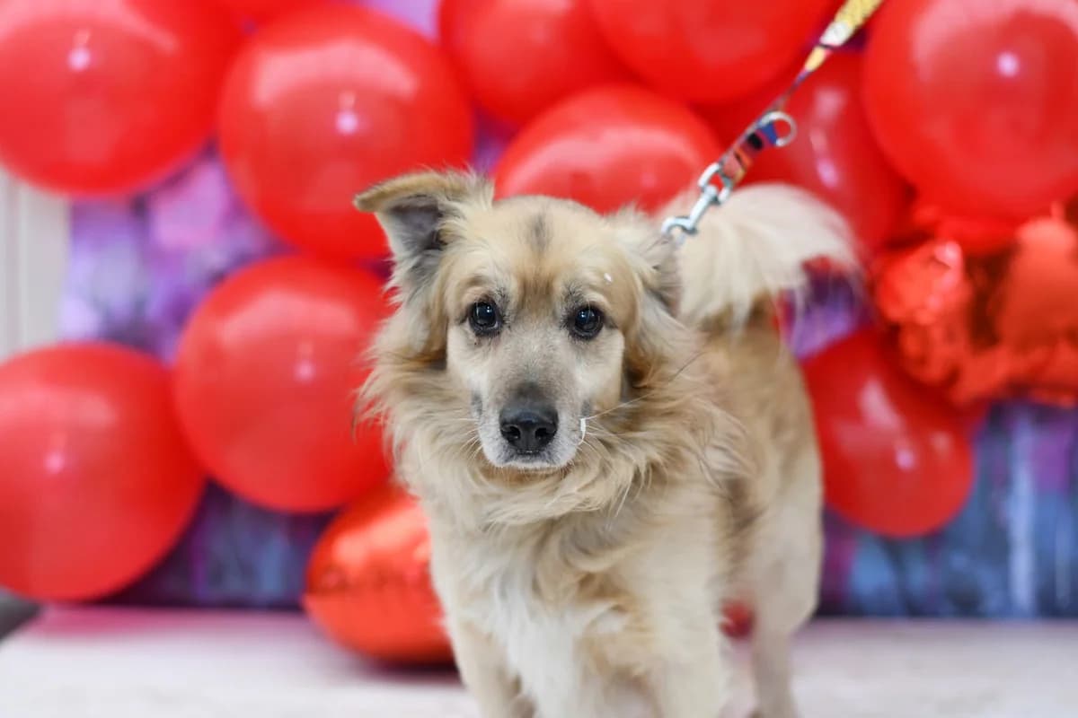 Oluś, male 5yo Mixed Breed for adoption at Schronisko dla Zwierząt w Zawierciu