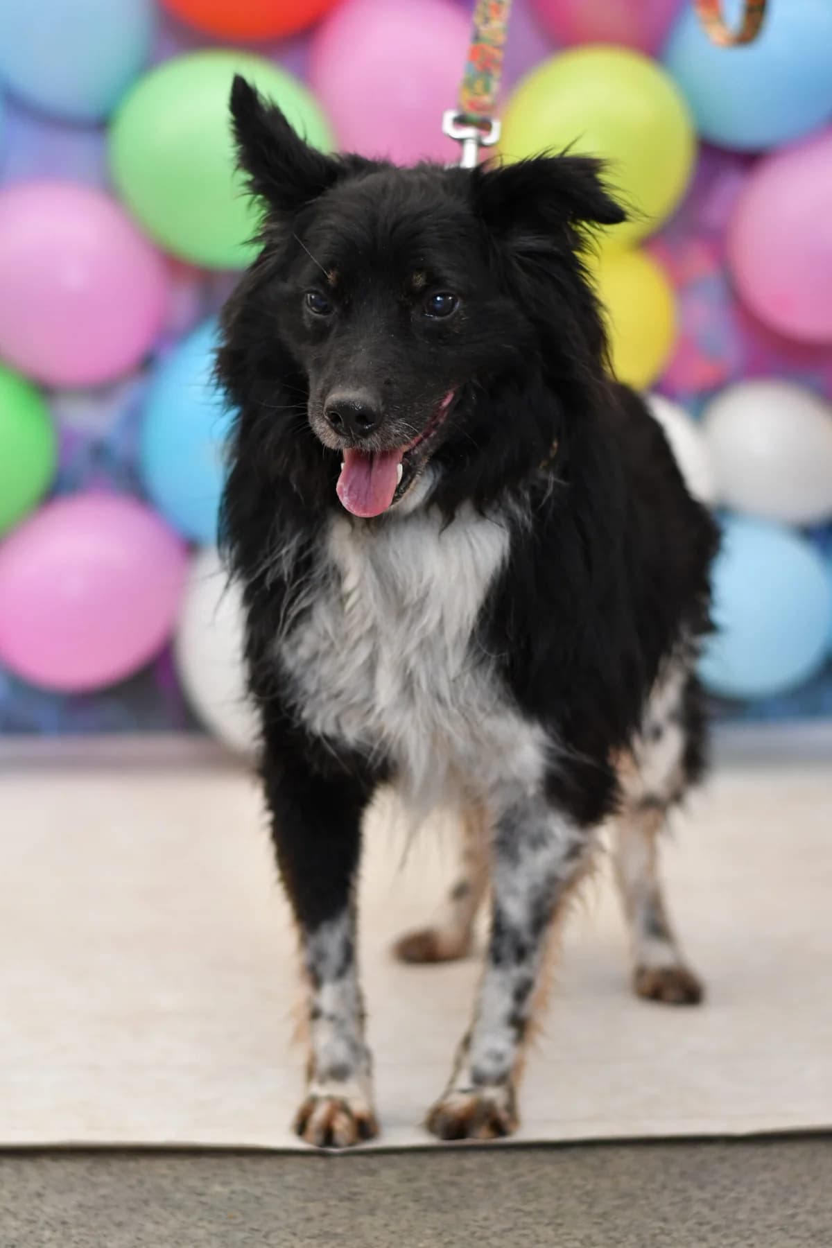 Ringo, female senior Mixed Breed for adoption at Schronisko dla Zwierząt w Zawierciu