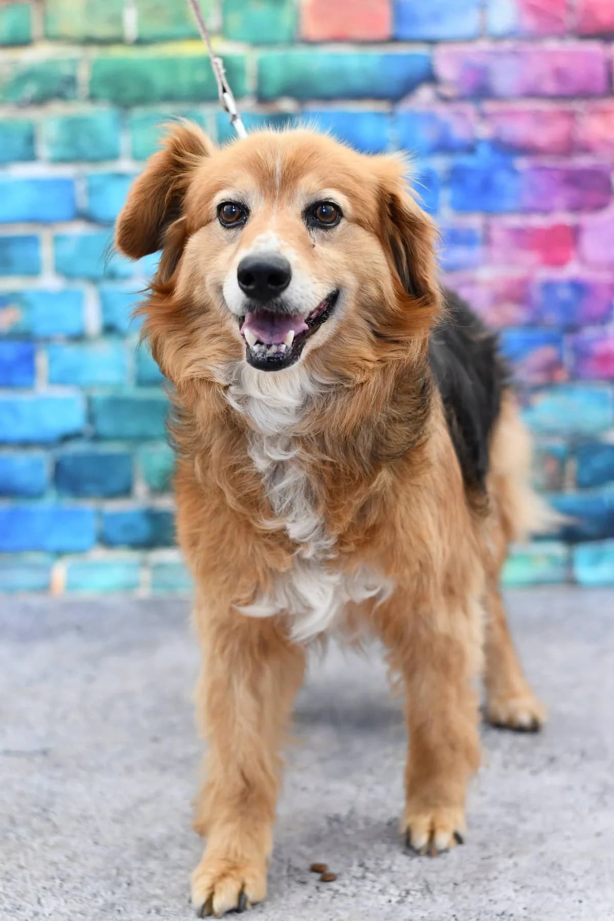 Romek,  6yo Mixed Breed for adoption at Schronisko dla Zwierząt w Zawierciu