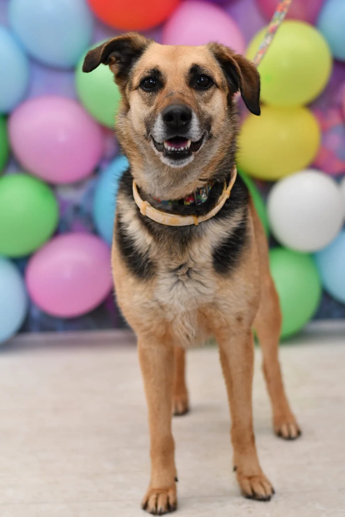 Sitka, male young Mixed Breed for adoption at Schronisko dla Zwierząt w Zawierciu