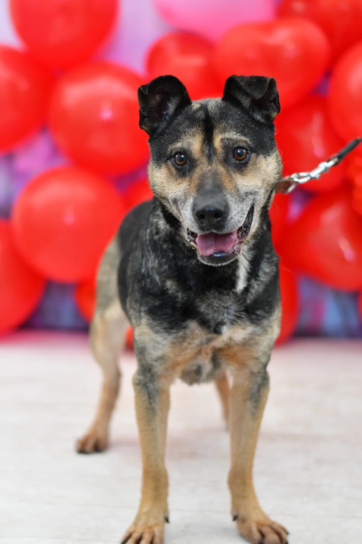 Timon, female senior Mixed Breed for adoption at Schronisko dla Zwierząt w Zawierciu
