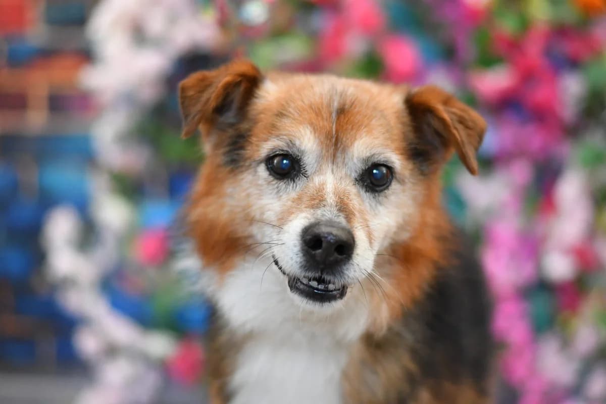 Tito, female senior Mixed Breed for adoption at Schronisko dla Zwierząt w Zawierciu