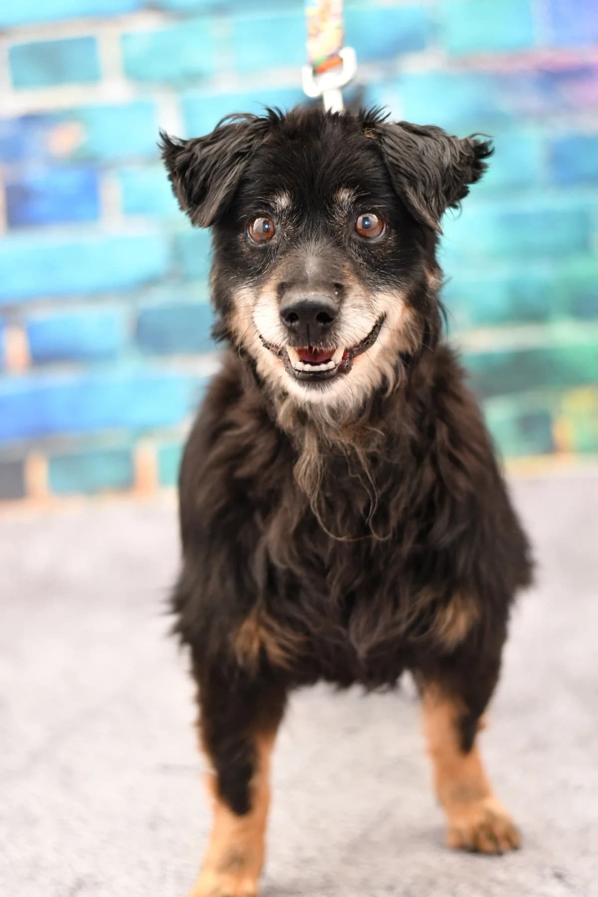 Toluś,  senior Mixed Breed for adoption at Schronisko dla Zwierząt w Zawierciu