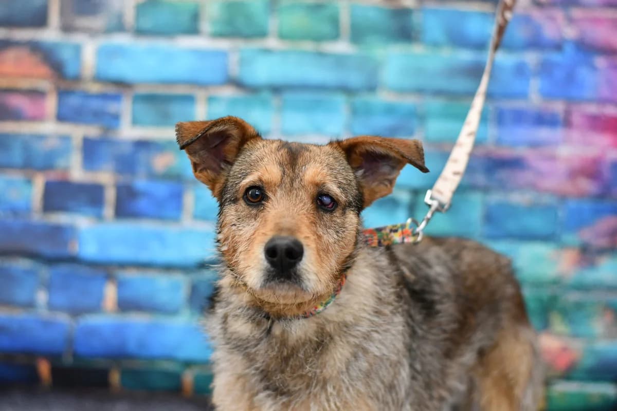 Yoshi, male young Mixed Breed for adoption at Schronisko dla Zwierząt w Zawierciu