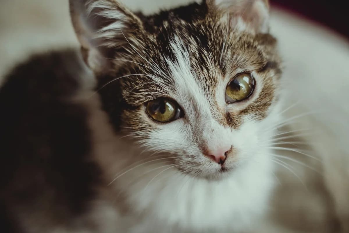 Mami Junior, biało-bura female 3yo Mixed Breed for adoption at TOZ — Towarzystwo Opieki nad Zwierzętami w Polsce