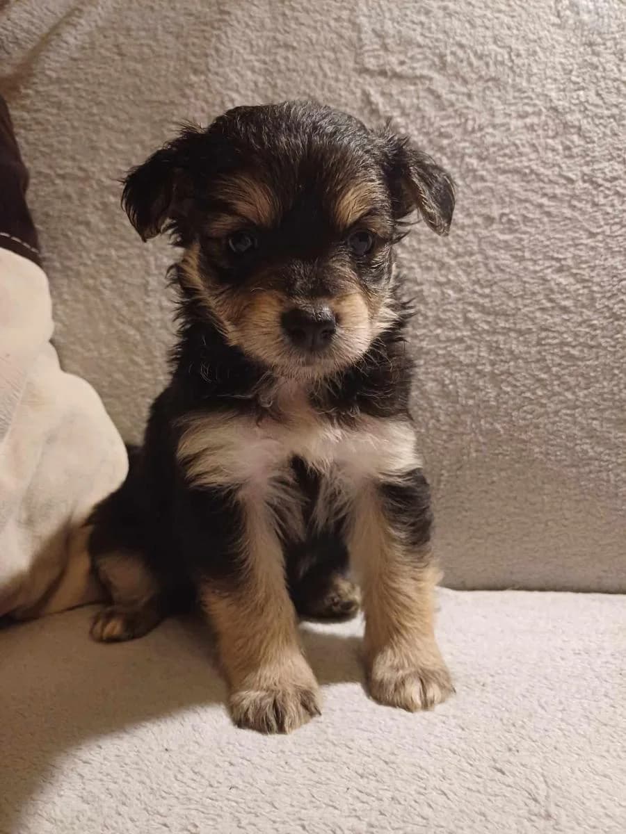 Szczeniaki, czarna podpalana  young Mixed Breed for adoption at TOZ — Towarzystwo Opieki nad Zwierzętami w Polsce