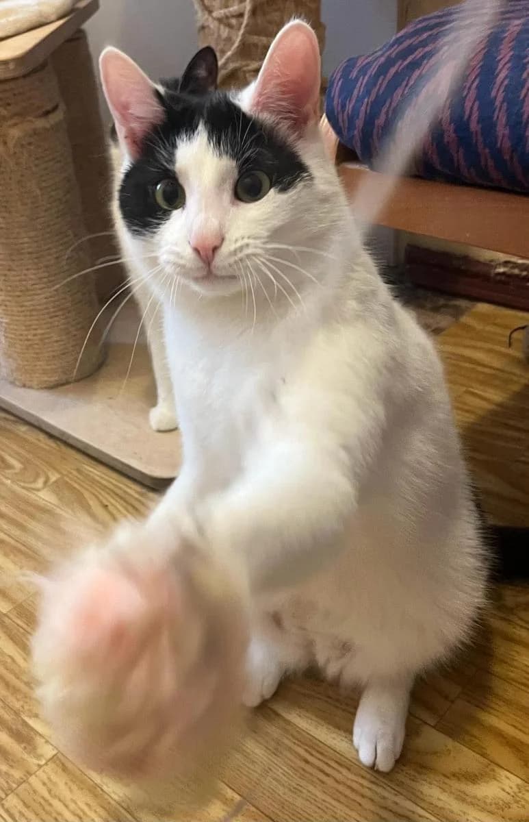 ALEX, biało-czarna male Mixed Breed for adoption at TOZ — Towarzystwo Opieki nad Zwierzętami w Polsce